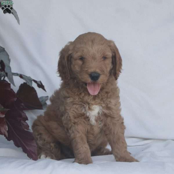 Henry F1B, Goldendoodle Puppy